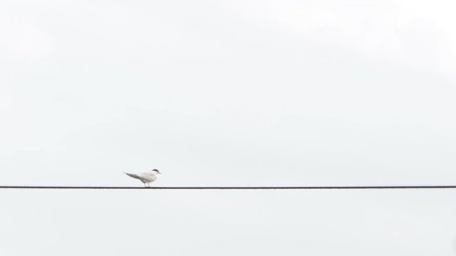 The seagull sits on the wire, moves its tail and turns its head