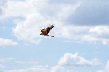 Flying Hawk Against Blue Sky
