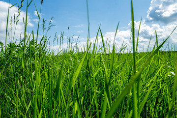 Obraz premium Grass and sky