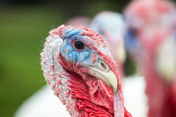 an head of an turkey