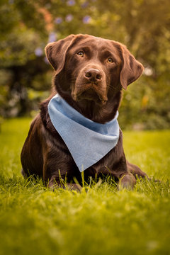 brauner Labrador Retriever liegend im Gras