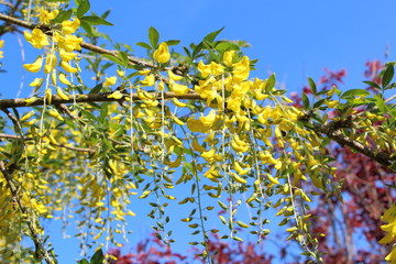 Fleurs de cytise des Alpes