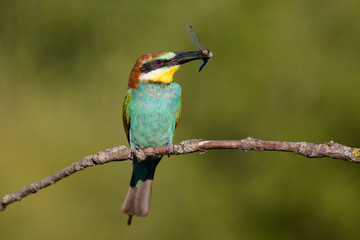 European bee-eater with dragonfly in beak on a beautiful background