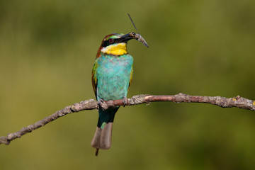 Fototapeta premium European bee-eater with dragonfly in beak on a beautiful background