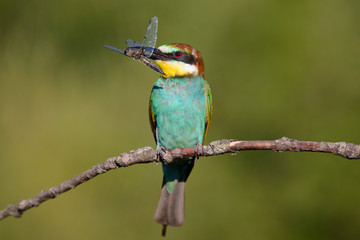European bee-eater with dragonfly in beak on a beautiful background