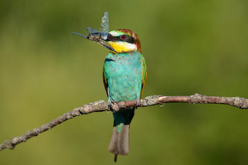 European bee-eater with dragonfly in beak on a beautiful background