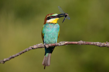Obraz premium European bee-eater with dragonfly in beak on a beautiful background
