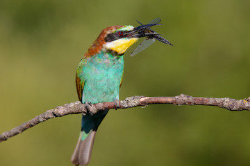 Obraz premium European bee-eater with dragonfly in beak on a beautiful background