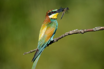 Obraz premium European bee-eater with dragonfly in beak on a beautiful background