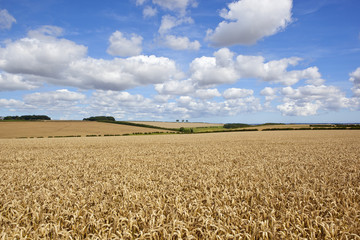 wheat at harvest time