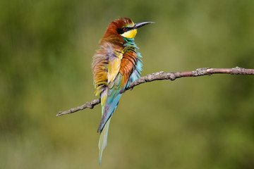 European bee-eater shaggy on a beautiful background