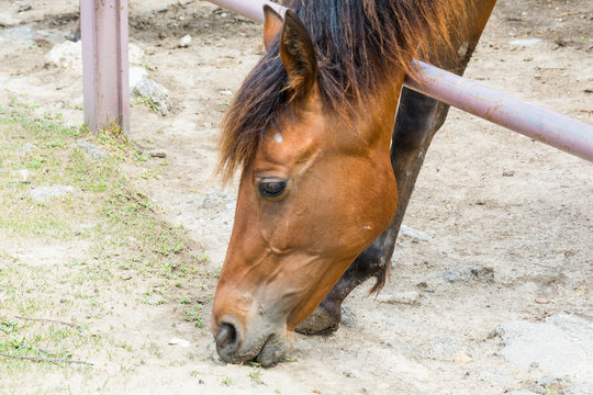 Horse on the Farm 