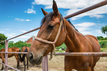 Naklejka premium Horses on the Farm 