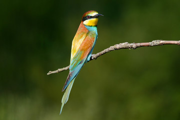 Fototapeta premium European bee-eater on a branch