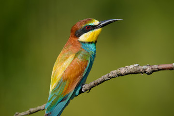 European bee-eater close up