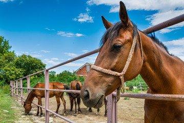 Naklejka premium Horses on the Farm 