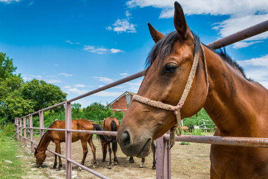 Horses on the Farm 