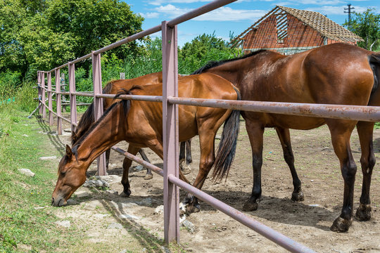Horses on the Farm 