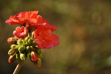 pink geranium with buds