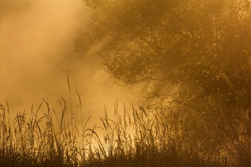 Obraz na płótnie Canvas Promienie słońca, mgła, drzewa