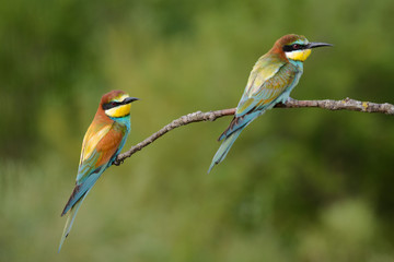 Obraz premium Golden several bee-eaters sitting on a branch