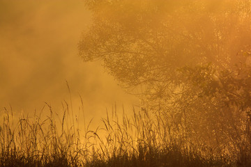 Drzewa w promieniach słońca w porannej mgle © Grzegorz