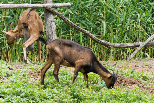 Goats at the farm