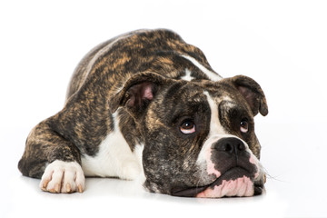 Bulldogge sieht nach oben