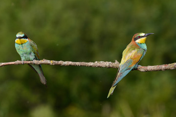 The European bee-eater, several species sitting on a branch