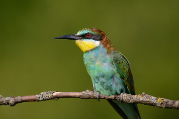 European bee-eater close up