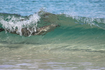 Surfing Seal