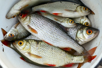 Fresh lake fish in a roynd bucket. Close up