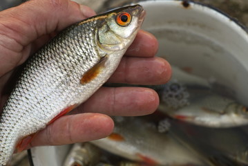 roach fish in the human hand