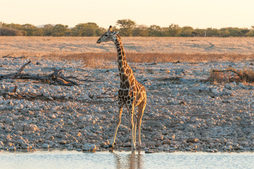 Fototapeta na wymiar Namibian Giraffe at a waterhole in Northern Namibia at sunset