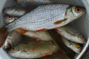 Fresh lake fish in a roynd bucket. Close up