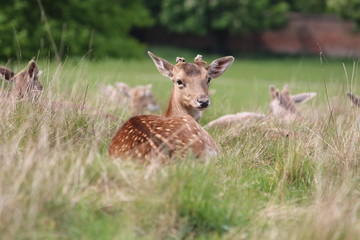 Fallow deer