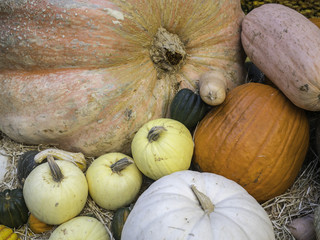 Harvest pumpkins