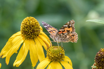 Painted lady butterfly on Mexican hat coneflower in Sandia Mountains, New Mexico