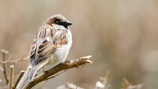 Spatz, Sperling