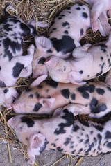 Obraz premium Cute little piglets