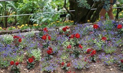 Blumenbeet mit lila und roten Blüten
