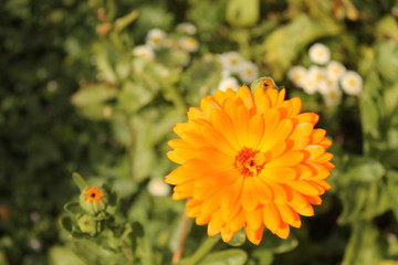 orange flower