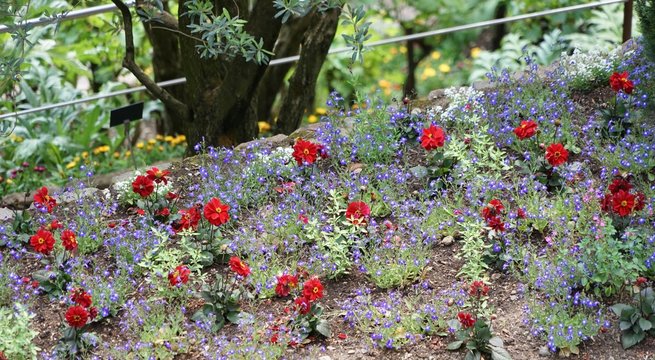 Blumenbeet mit lila und roten Bl&uuml;ten