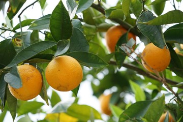 Orangenbaum kurz vor der Ernte