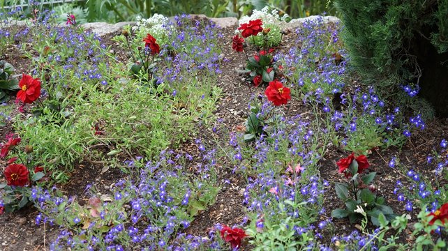 Blumenbeet mit lila und roten Bl&uuml;ten