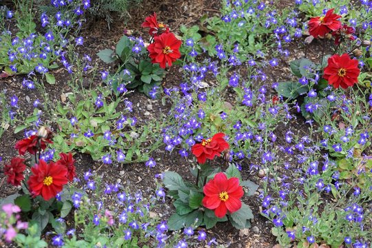 Blumenbeet mit lila und roten Bl&uuml;ten