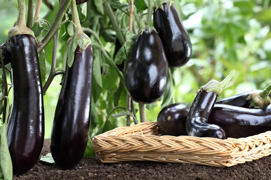 basket full of eggplants on the soil under the plants in vegetable garden , crop concept