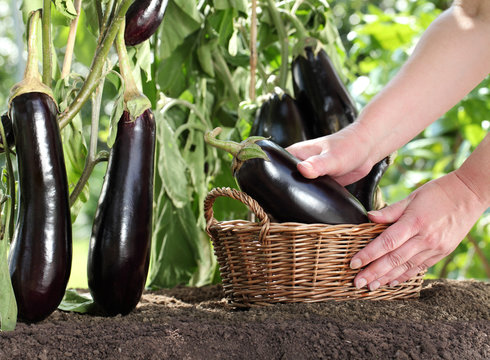Hands picking eggplant from the plants in vegetable garden with wicker basket, close up