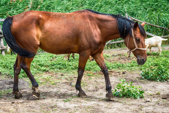 Horse on the Farm 