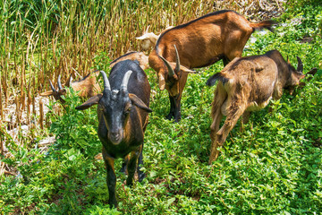 Goats at the farm